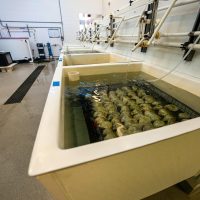 Close-up of shellfish being processed in a North Carolina facility showcasing modern food production.